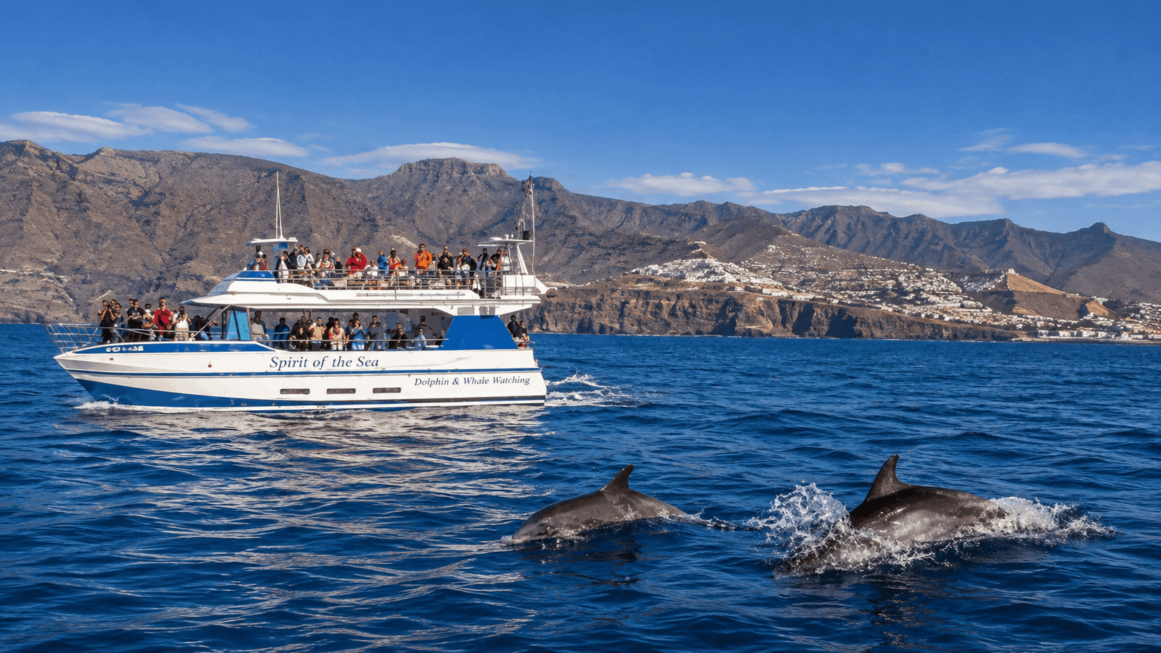 Dolphins & Whales of the Atlantic